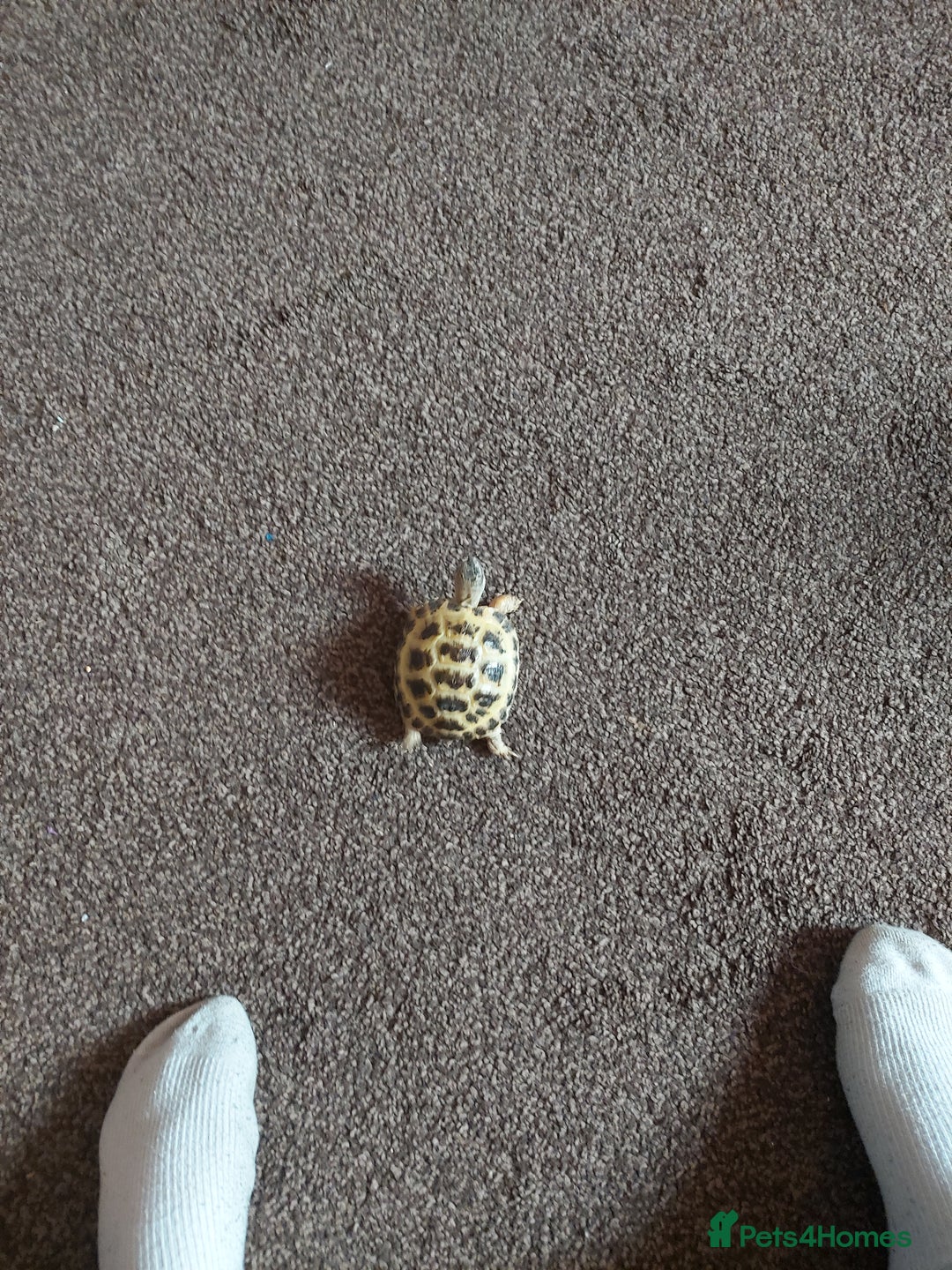 Hermann Tortoise reptiles for sale: Tortoise for sale with set up and food  - Advert 4