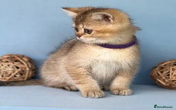 British Shorthair cats for sale: Stunning British shorthair kittens AN 12 GCCF  - Image 11