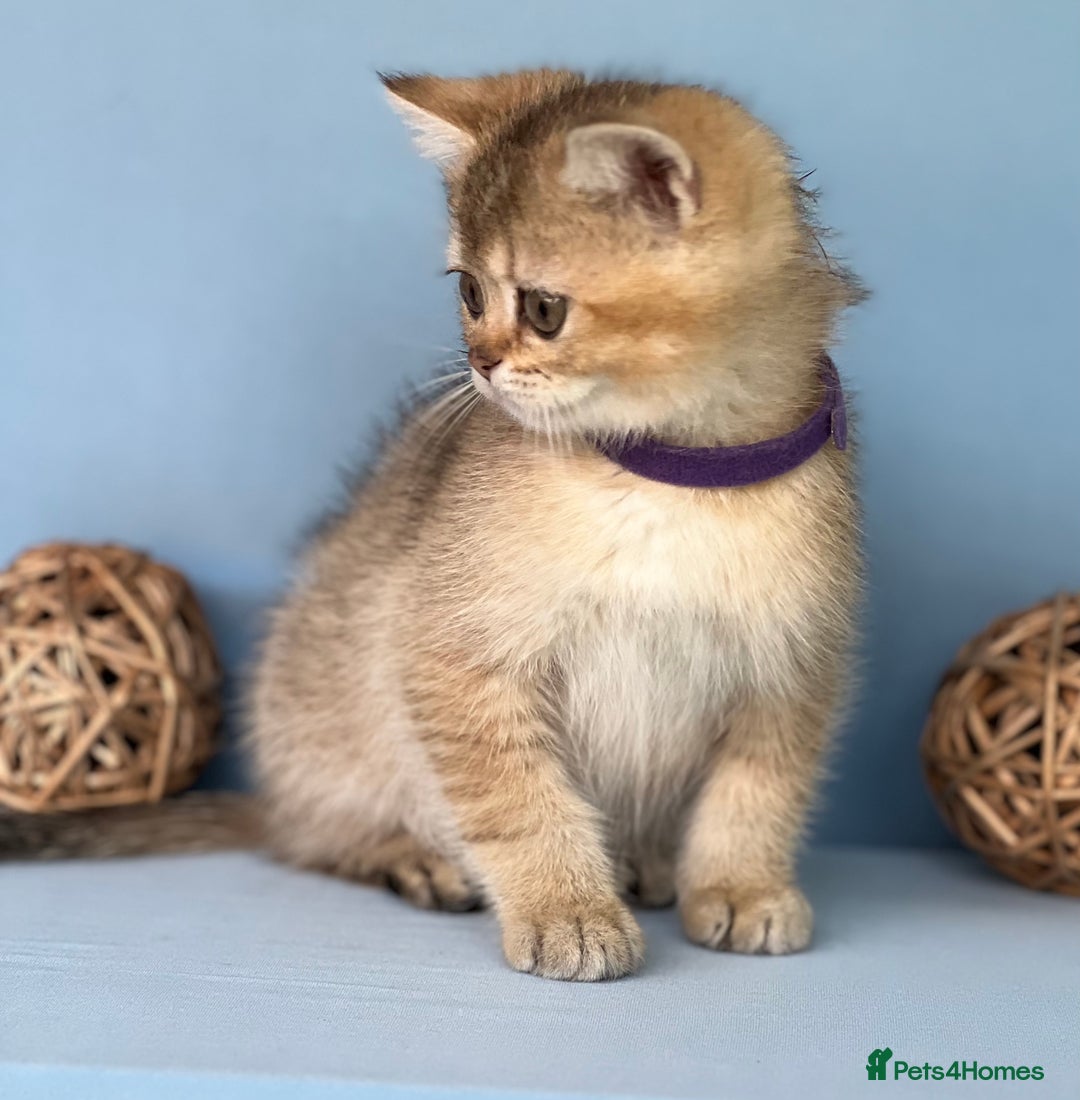 British Shorthair cats for sale: Stunning British shorthair kittens AN 12 GCCF  - Image 11