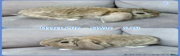Mini Lop rabbits for sale: Mini Lop Baby Rabbits - Advert 3