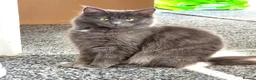 Maine Coon cats for sale: 1/2 Maine coon kittens - Advert 1