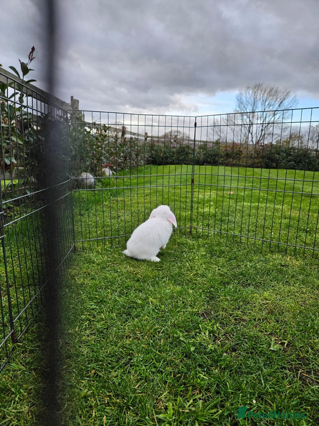 Mini Lop rabbits for sale: ❤️Purebread mini lops for sale❤️ - Advert 18