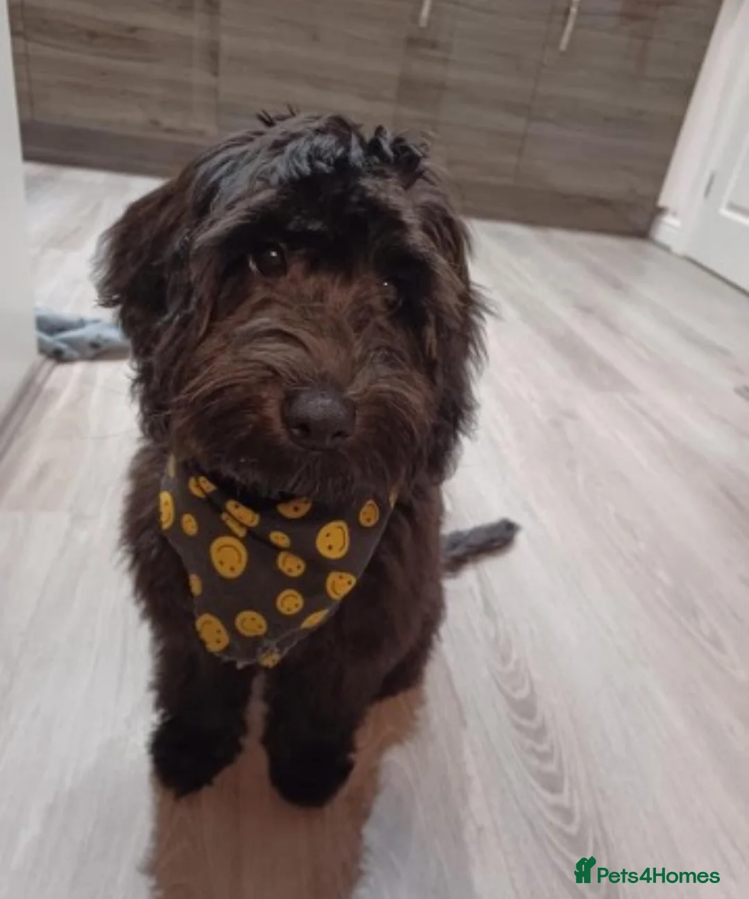 Cockapoo dogs for stud: Max 3 year old Cockapoo Stud £125 Experienced in Warrington - Advert 4