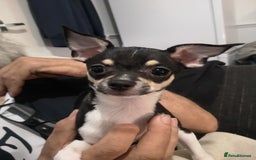 Chihuahua dogs for sale: Gorgeous tiny chibuahuas - Image 24