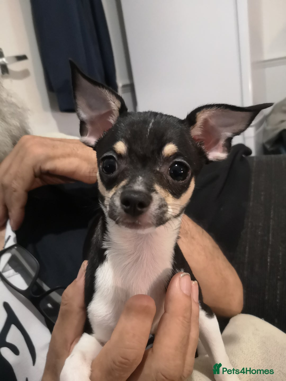 Chihuahua dogs for sale: Gorgeous tiny chibuahuas - Image 24