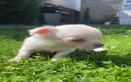 Chihuahua dogs for sale: Pure bred chihuahua pups for reserve - Image 16