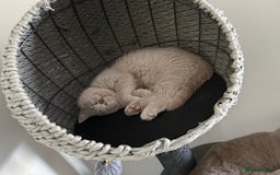 British Shorthair cats for sale: ONE LEFT Chunky Lilac GCCF British Shorthair Male - Image 2