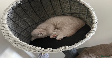 British Shorthair cats - Advert 3