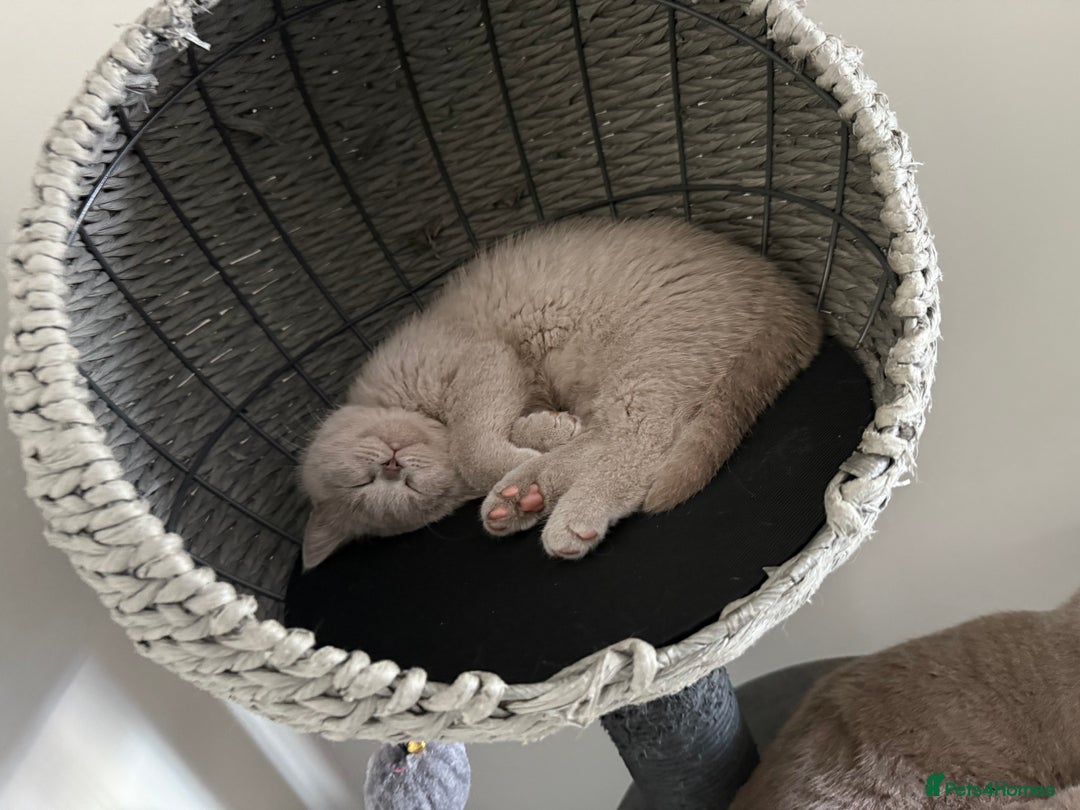 British Shorthair cats for sale: ONE LEFT Chunky Lilac GCCF British Shorthair Male - Image 2