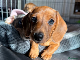 Miniature Dachshund dogs Miniature dachshund - Advert 8