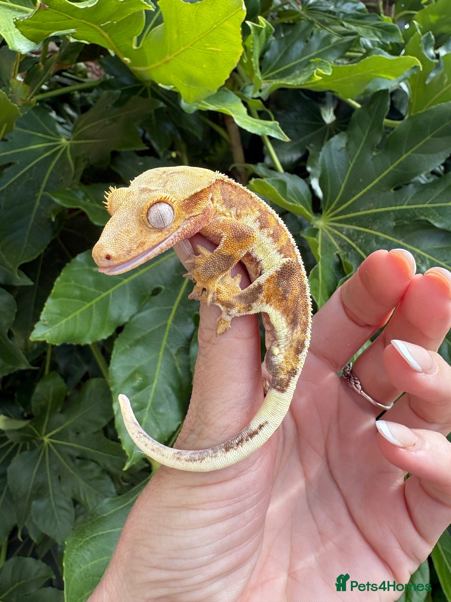 Gecko reptiles Lily white crested geckos - Advert 1