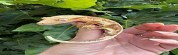 Gecko reptiles for sale: Lily white crested geckos - Advert 1