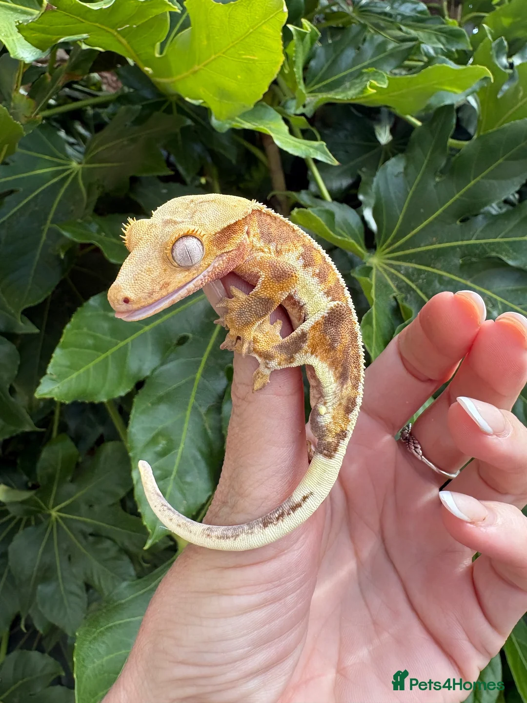 Gecko reptiles for sale: Lily white crested geckos - Advert 1