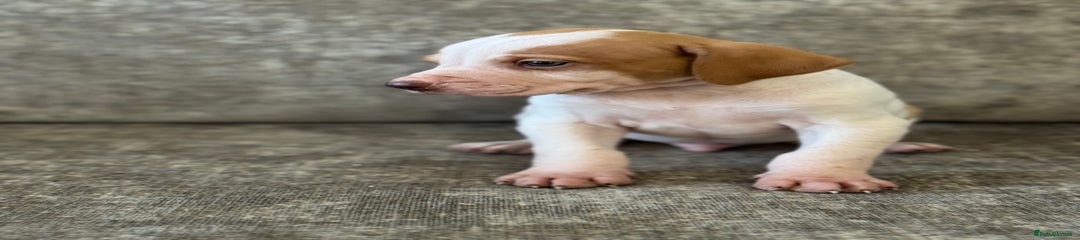 Pointer Puppy 3
