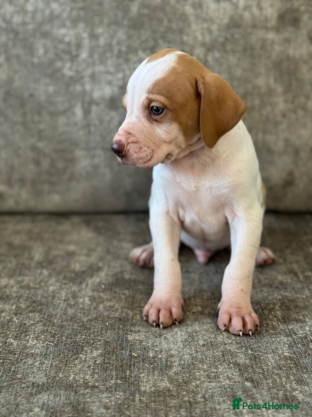 Pointer dogs for sale: BEAUTIFUL PEDIGREE POINTER PUPPIES - Image 16