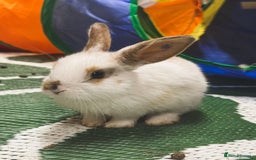 Mini Lop rabbits for sale: Mini Lops & H/LopxLion nearly7w Read description) - Image 4