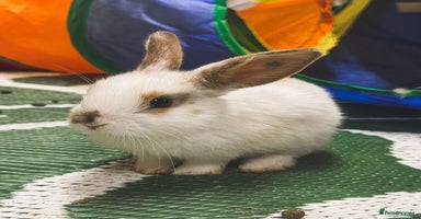 Mini Lop rabbits - Advert 11