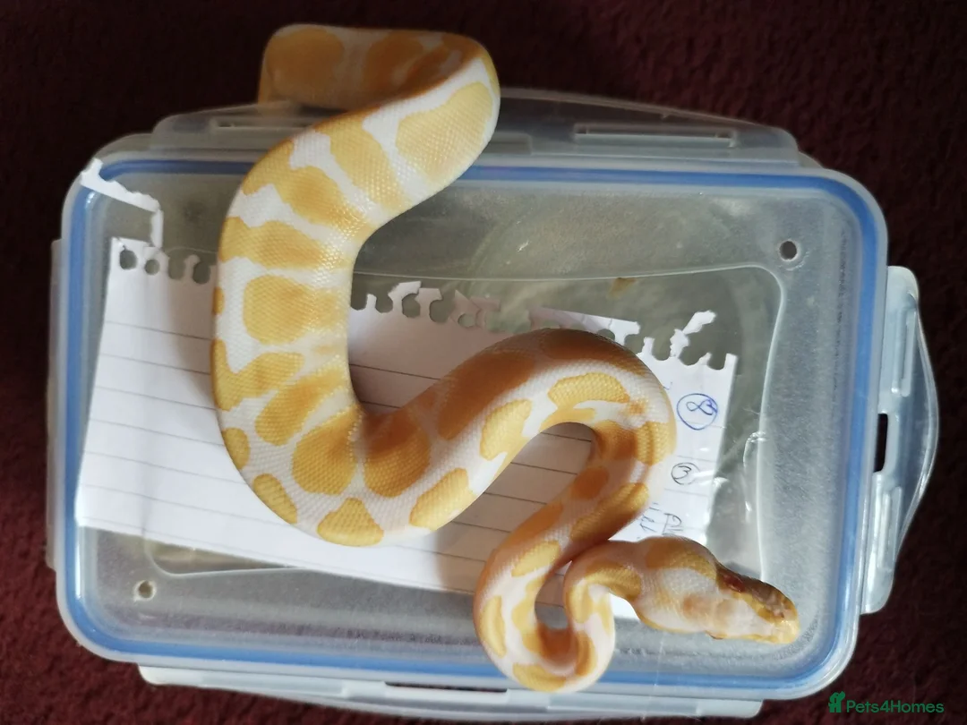 Python Snake reptiles for sale: Cb royal pythons  - Advert 1