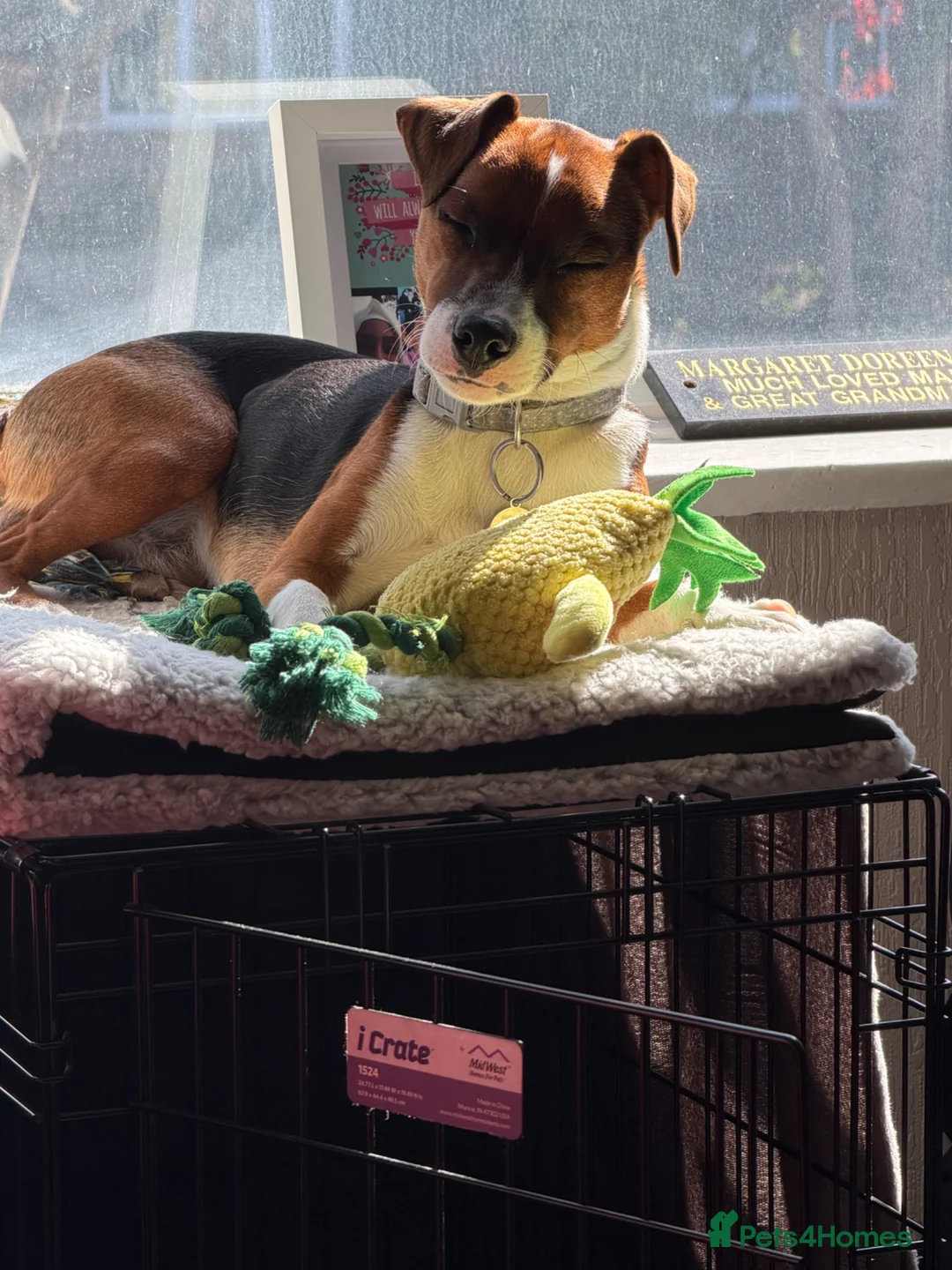 Patterjack dogs for sale: 1 year old patterjack in Darlington - Advert 2