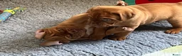 Dogue De Bordeaux dogs for sale: Exceptional KC Dogue de Bordeaux Puppies - Advert 13