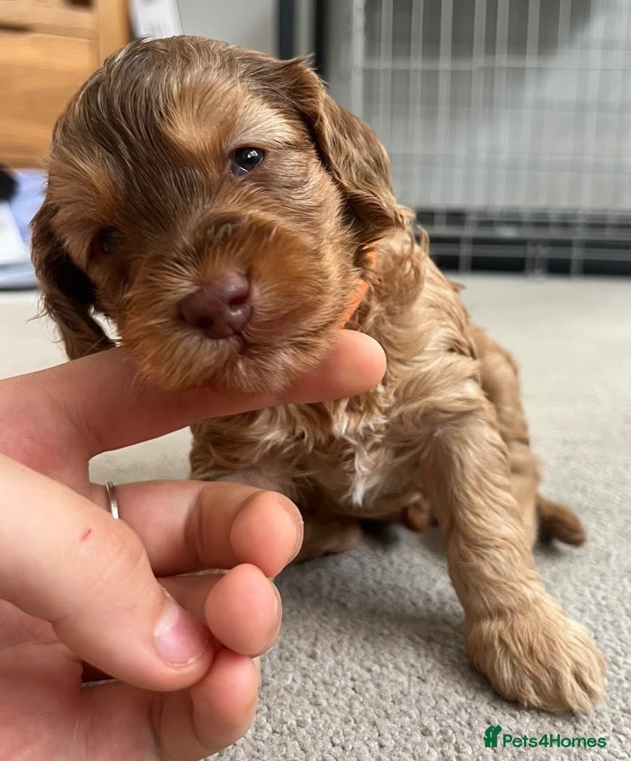 Cockapoo dogs 3 LEFT! Toy F2 Cockapoo Puppies - Poole, VIEW NOW - Advert 2