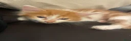 Mixed Breed cats for sale: 6 Beautiful Kittens ready to go  - Advert 2
