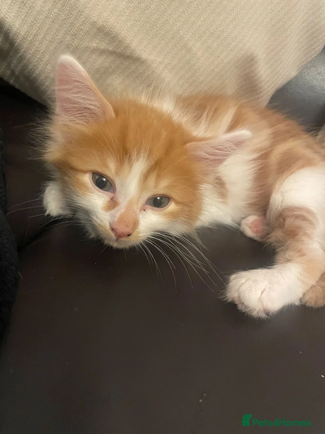 Mixed Breed cats for sale: 6 Beautiful Kittens ready to go  - Advert 2