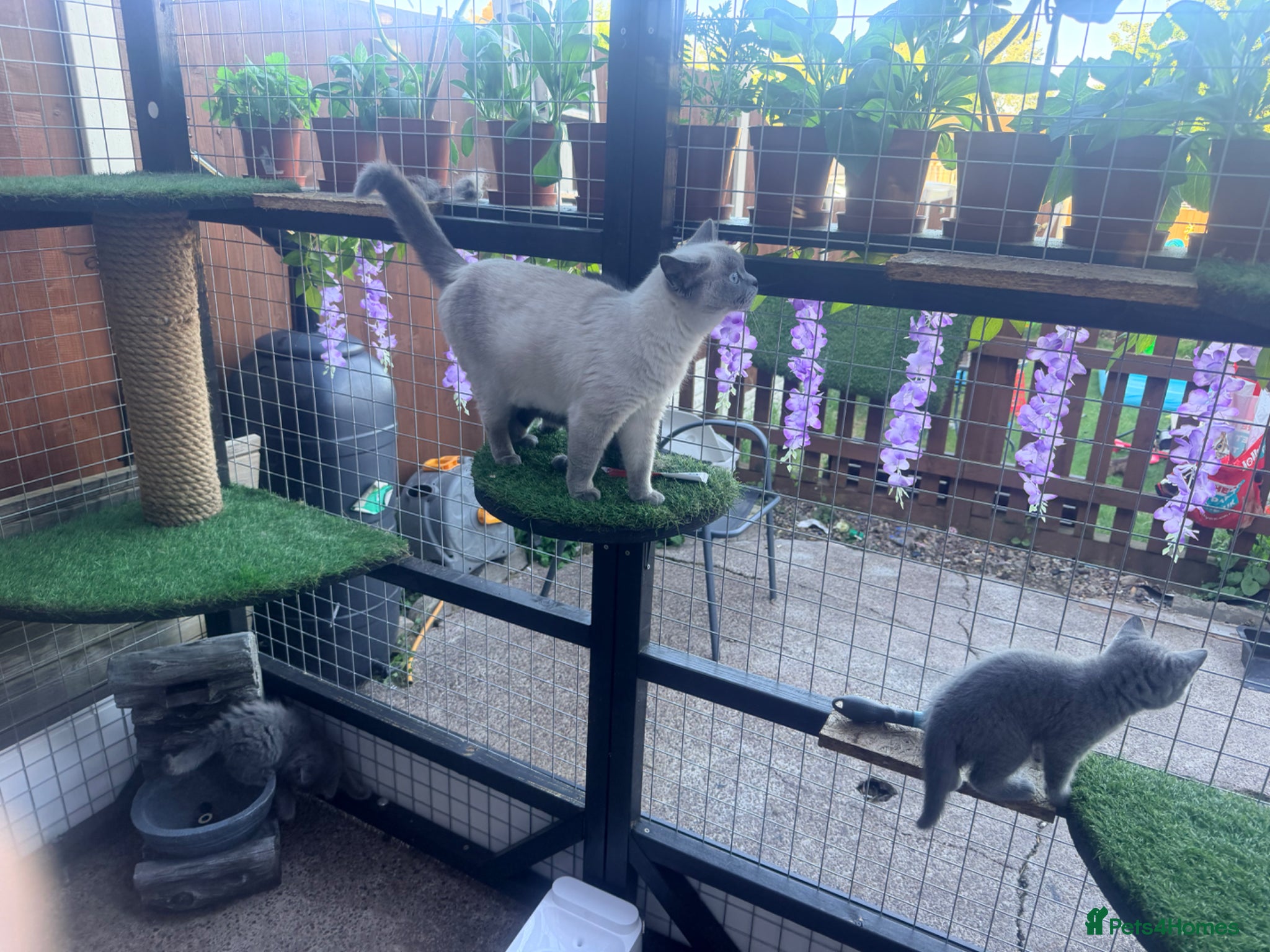 British Shorthair cats Beautiful BSH kittens 😍 - Advert 5