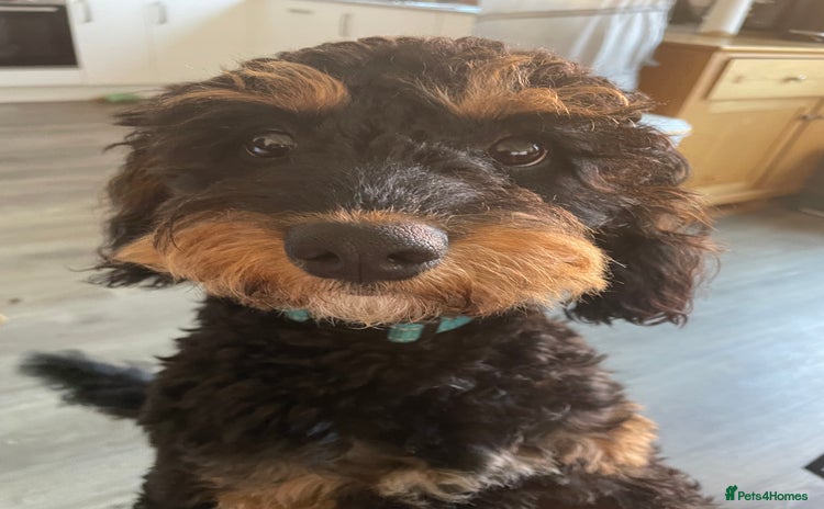 Cavapoo dogs - Advert 1