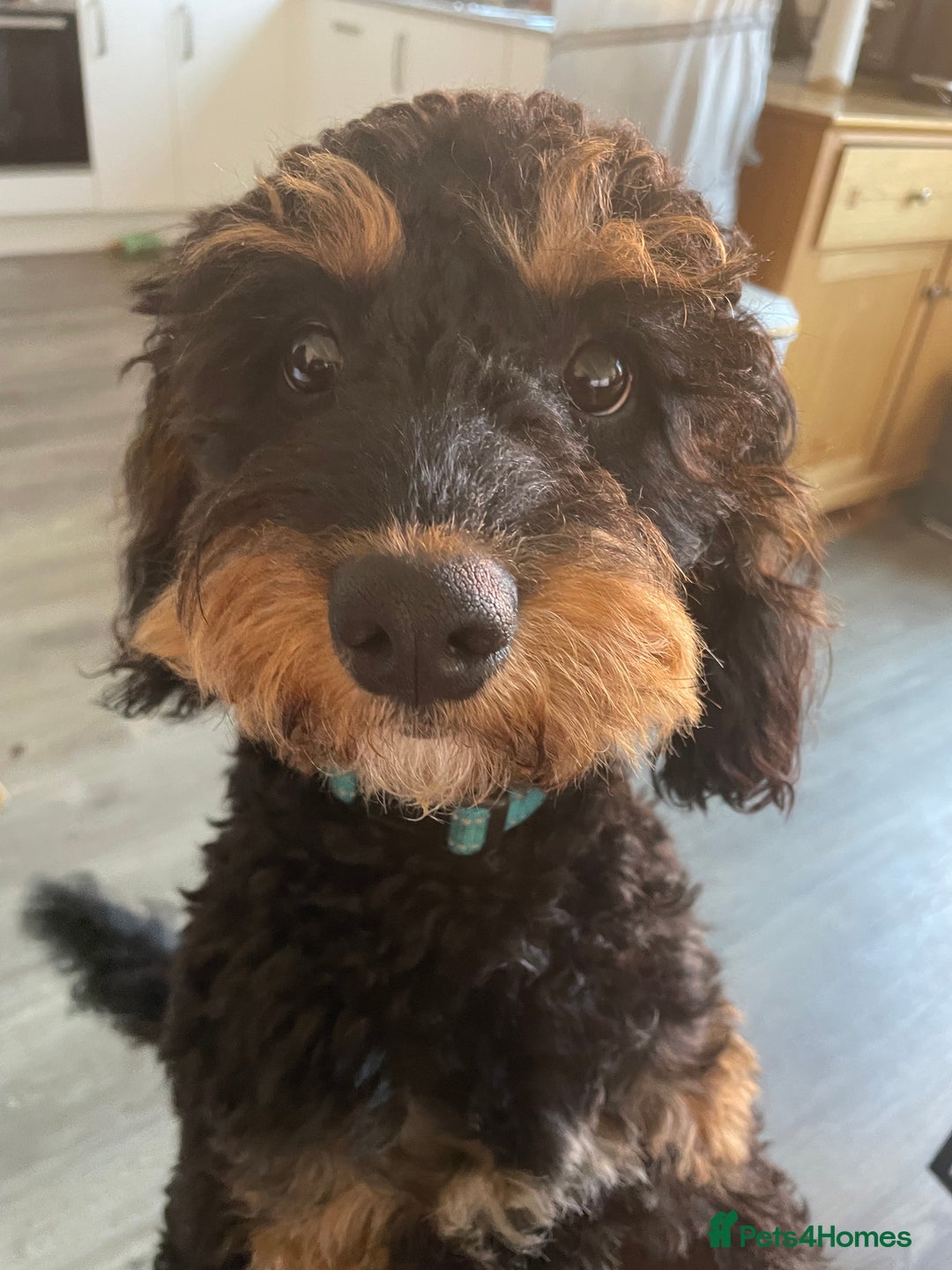Cavapoo dogs for stud: Cavapoo Male - Image 1