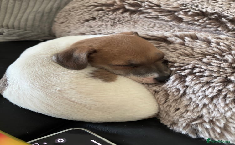 Jack Russell dogs one left! mini pure jack russel pups - Advert 9