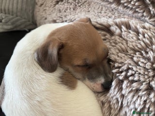 Jack Russell dogs one left! mini pure jack russel pups - Advert 18