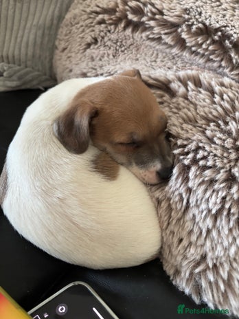 Jack Russell dogs one left! mini pure jack russel pups - Advert 9