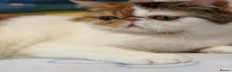 Exotic cats for sale: Exotic girl  - Advert 8