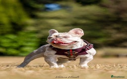 French Bulldog dogs for sale: Quality lilac Merle French bulldogs  - Image 10