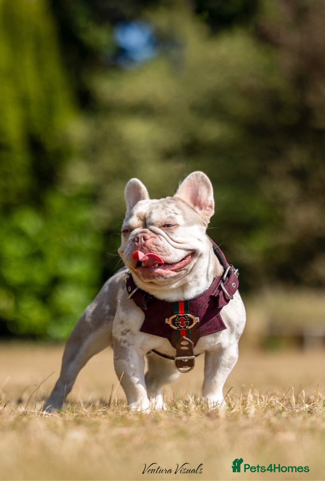 French Bulldog dogs for sale: Quality lilac Merle French bulldogs  - Image 10