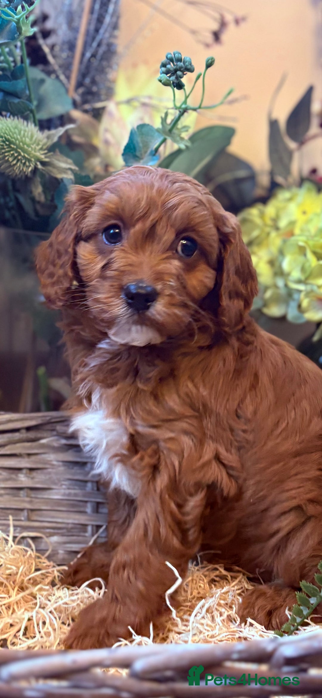 Cavapoo dogs for sale: Health tested toy cavapoo boys - Advert 16