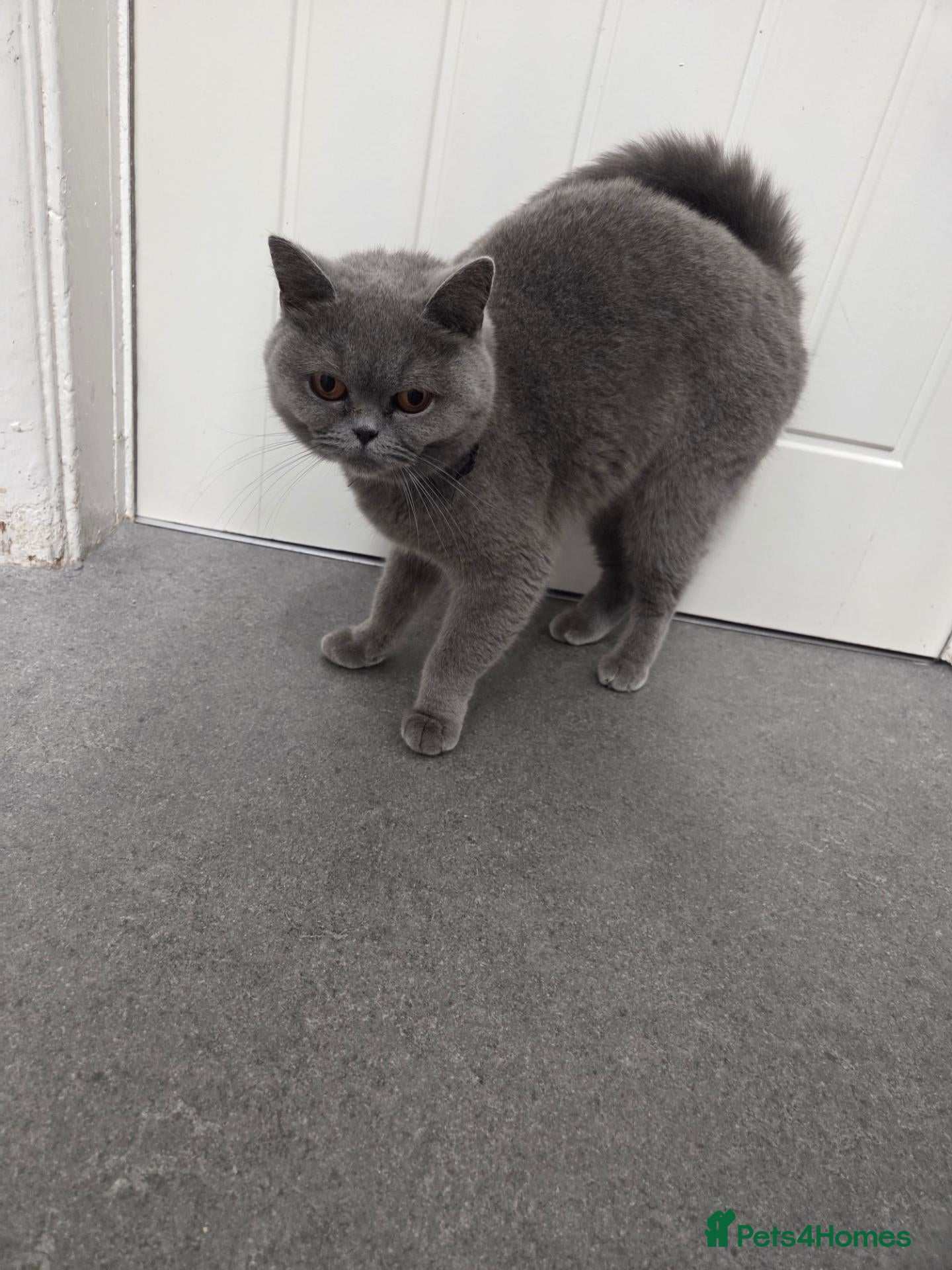 British Shorthair cats for sale: Queen for sale. - Advert 1
