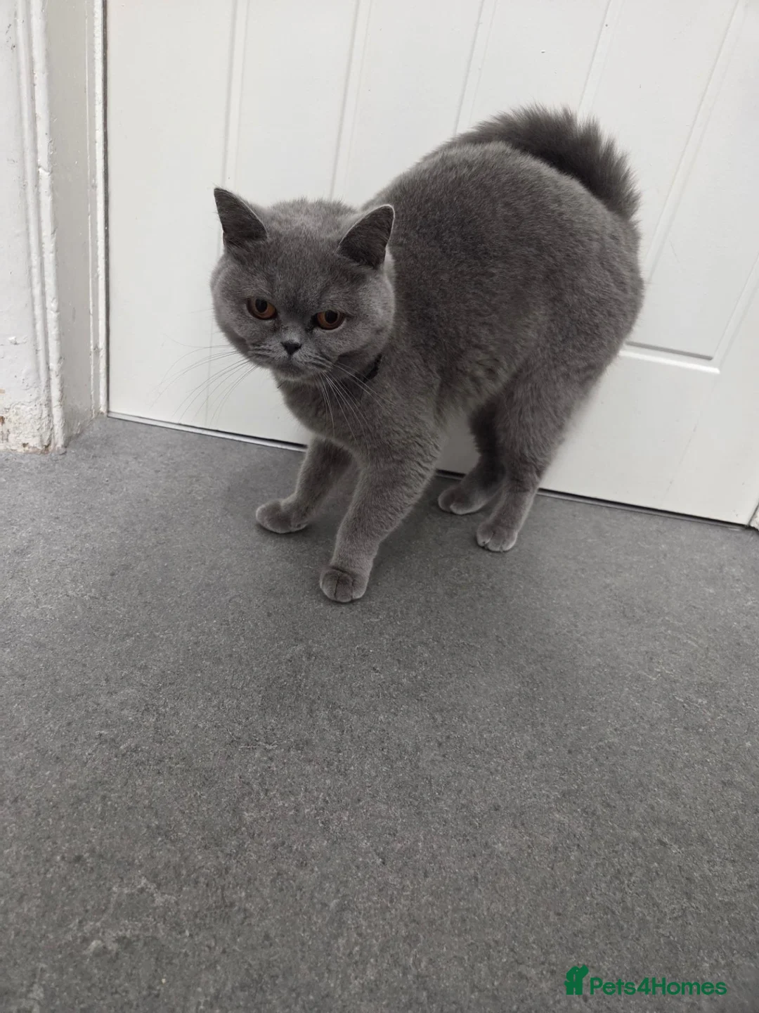 British Shorthair cats for sale: Queen for sale. in Rugby - Advert 1