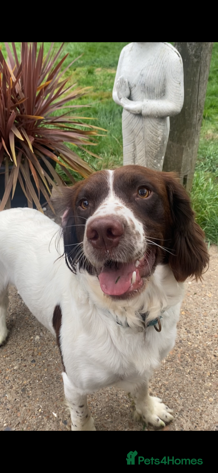 English Springer Spaniel dogs English Springer Spaniels Father & Son - Advert 4