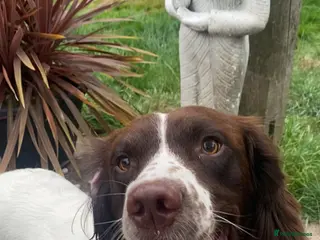 English Springer Spaniel dogs English Springer Spaniels Father & Son - Advert 4