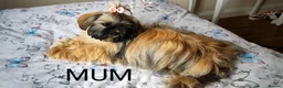 Shih Tzu dogs for sale: Beautiful imperial shih tzu puppies  - Advert 13