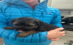 Border Terrier dogs for sale: Border Terrier Pups -Beautiful Pedigree  - Image 8