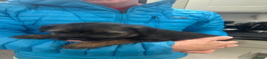 Border Terrier Puppy 7