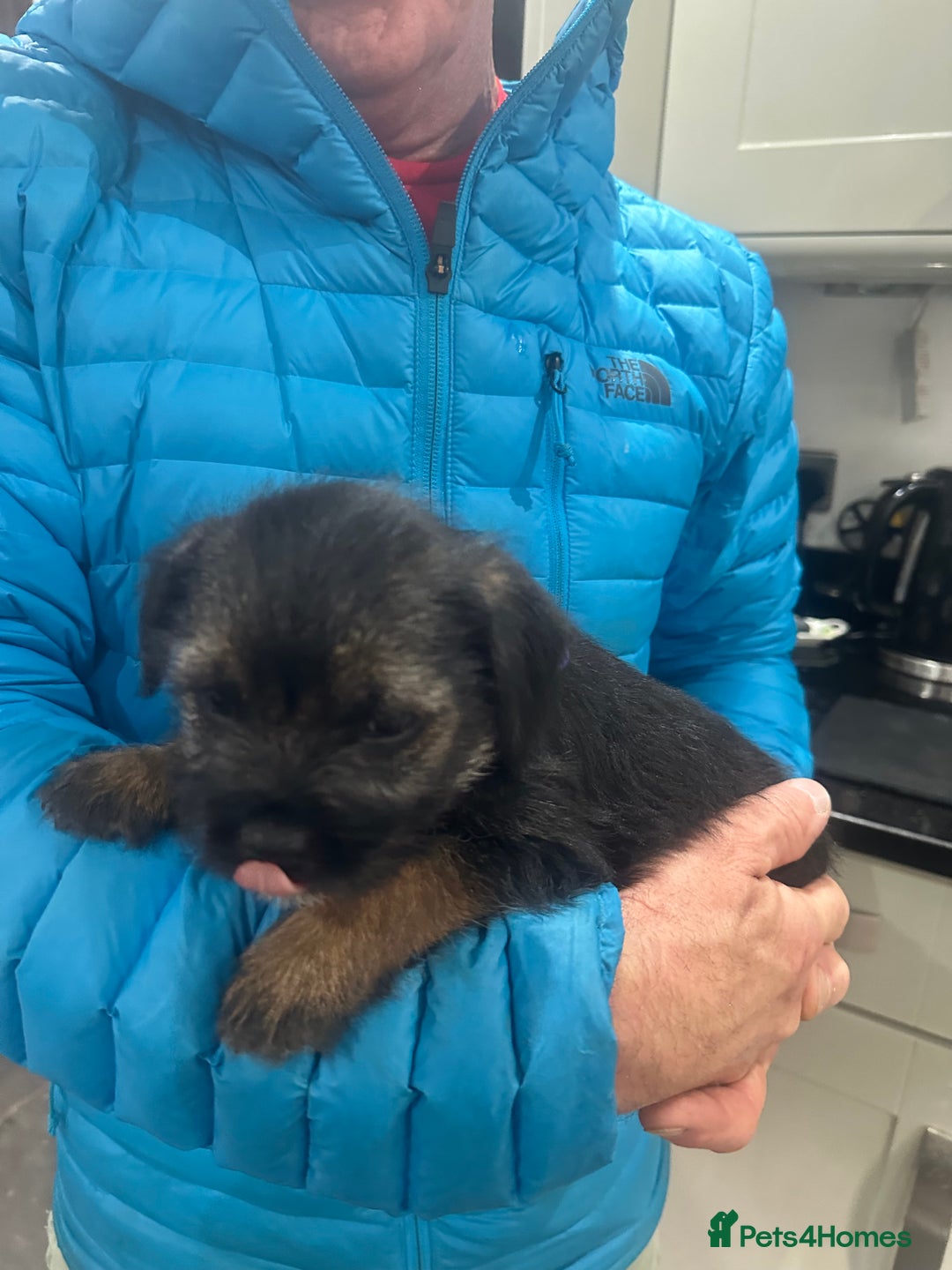 Border Terrier dogs for sale: Border Terrier Pups -Beautiful Pedigree  - Image 8