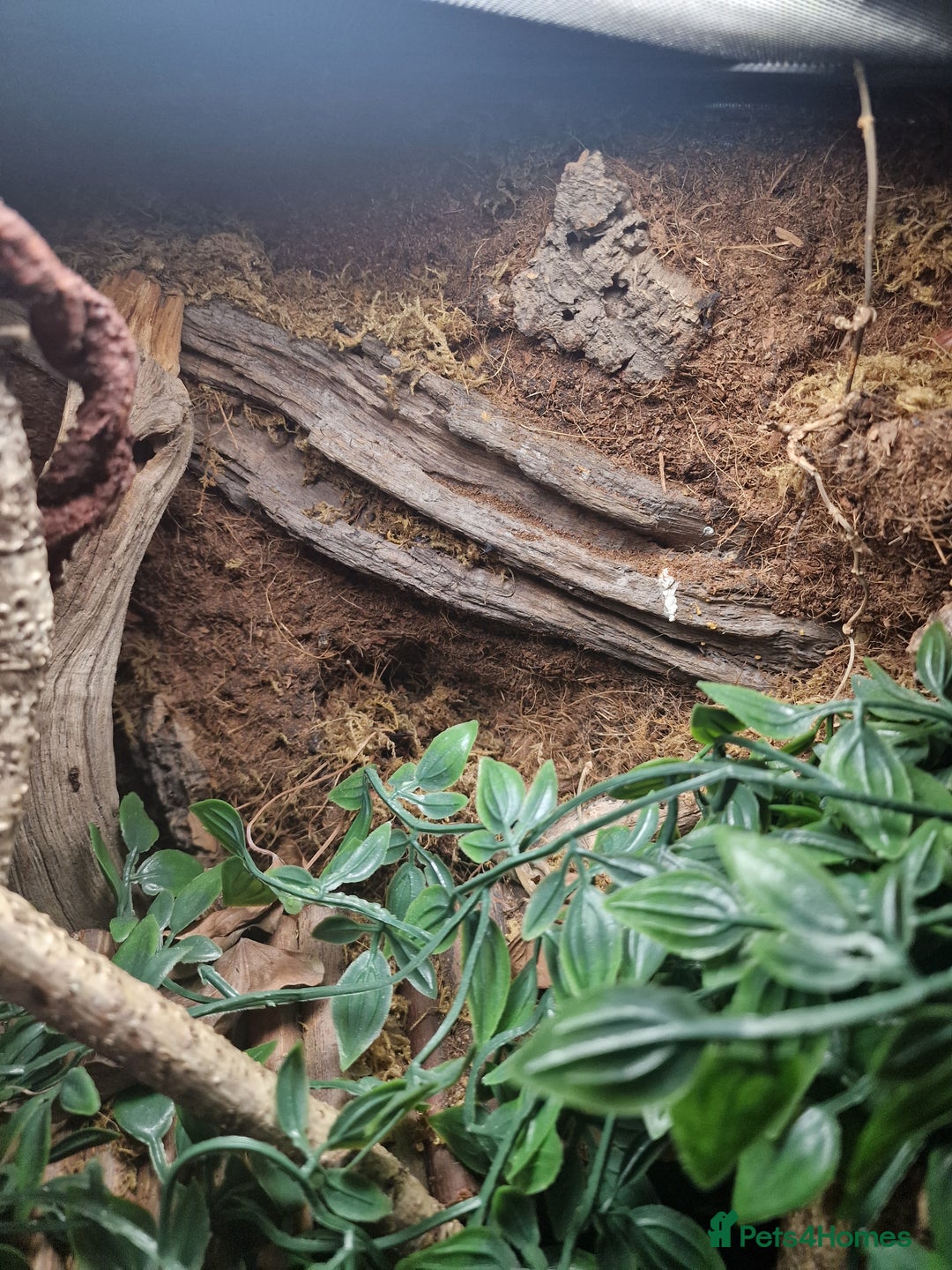 Gecko reptiles for sale: Crested Gecko and set up - Image 2