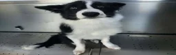 Border Collie dogs for sale: Male border collie for sale  in Swadlincote - Advert 3