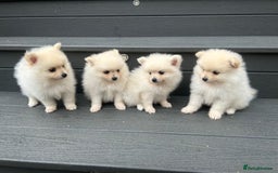 Pomeranian dogs for sale: Pomeranian Puppys £1250 All Female's  - Image 3