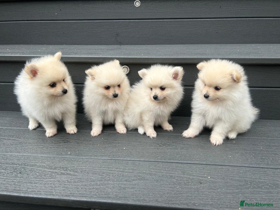 Pomeranian dogs for sale: Pomeranian Puppys £1250 All Female's  - Image 3
