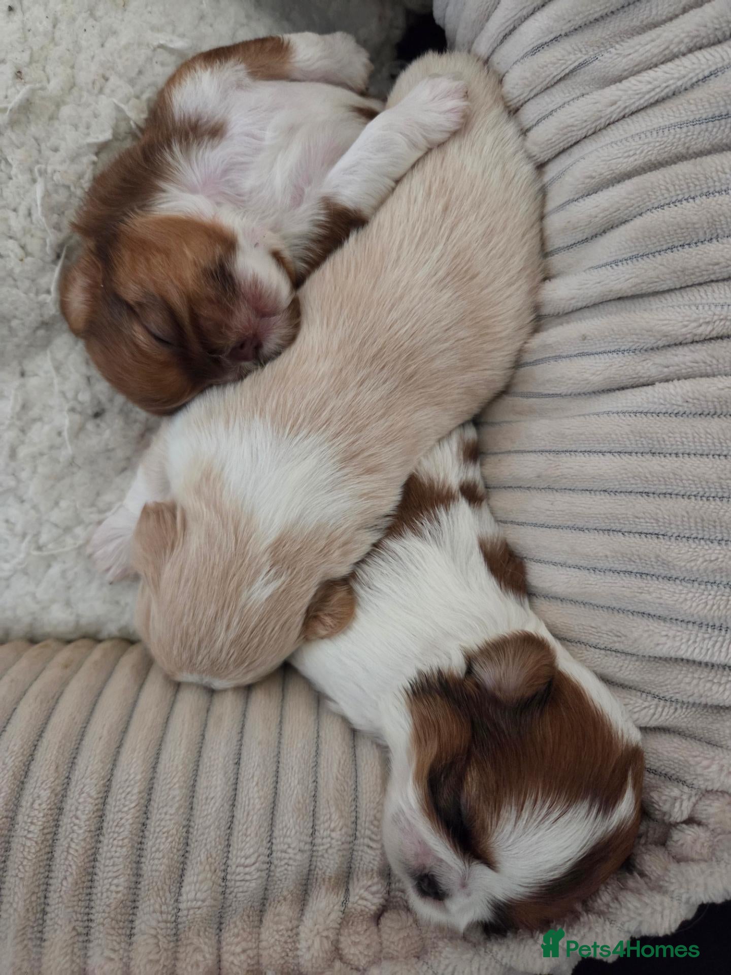 Shih Tzu dogs Imperial Shitzu Female Pups - Advert 1